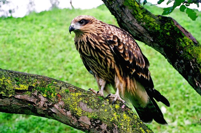 Алтайский заповедник птицы