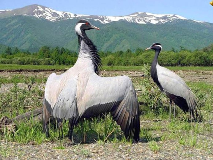 Журавль-красавка среда обитания