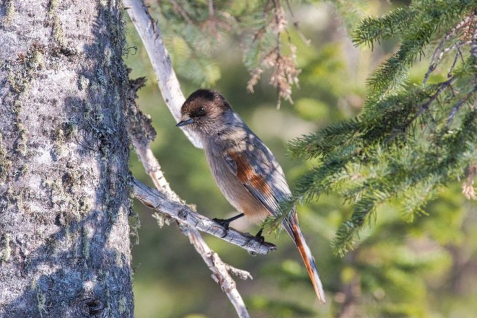 Кукша птица баргузинского заповедника