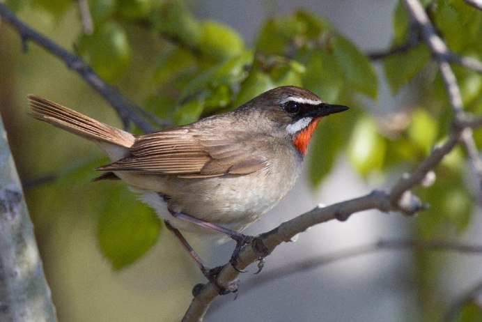 Байкальский заповедник птицы