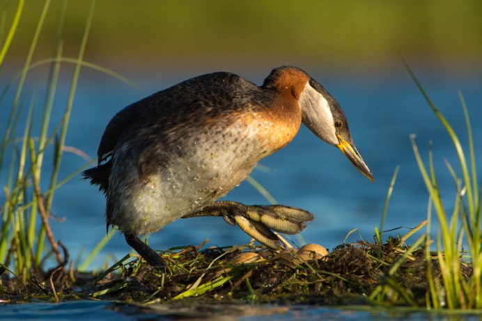 Байкальский заповедник фауна птицы