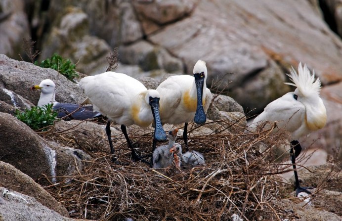 Дальневосточный морской заповедник обитатели