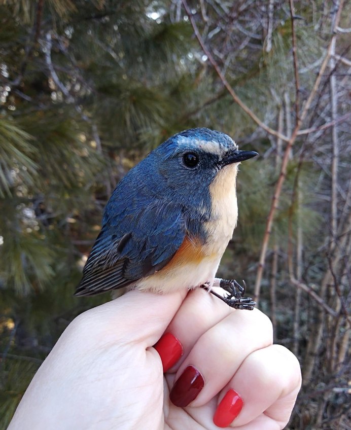 Байкальский заповедник синехвостка
