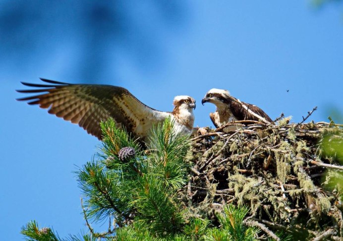 Скопа – Pandion haliaetus (Linnaeus,