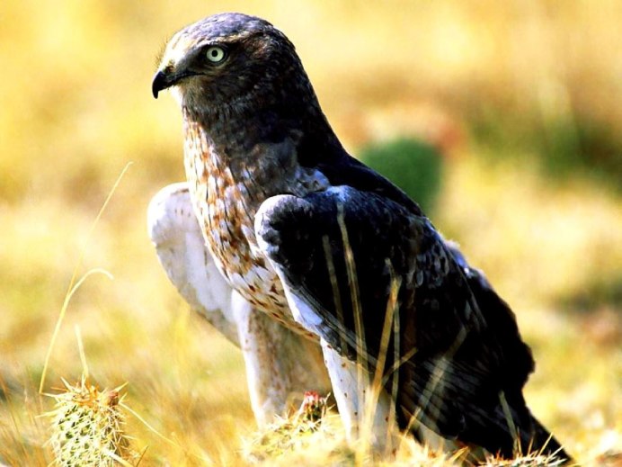 Краснохвостый Коршун