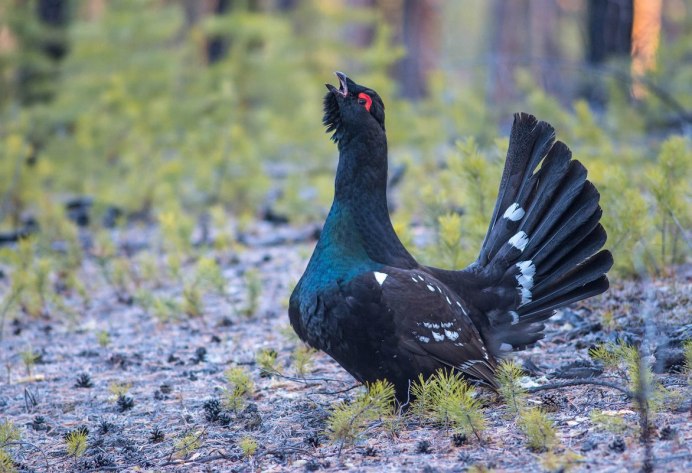 Каменный Глухарь (Tetrao parvirostris)