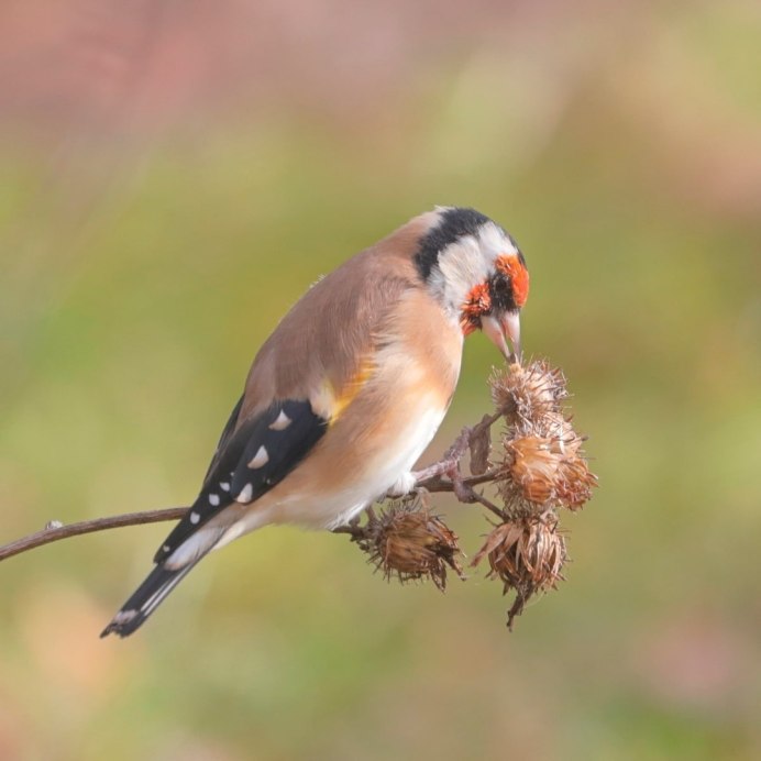Птицы нижней Саксонии