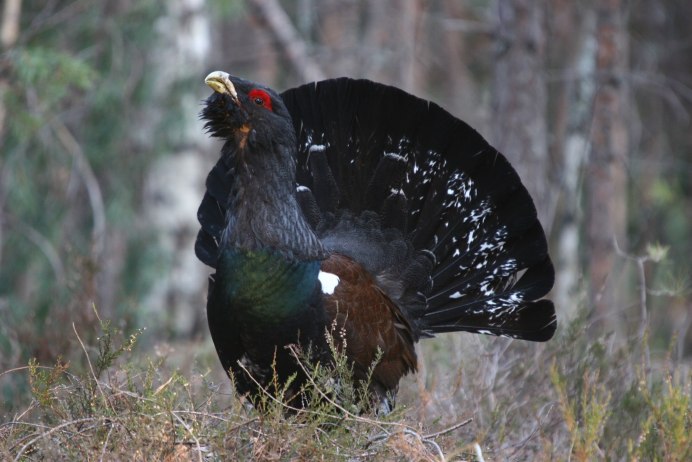Ильменский заповедник Глухарь