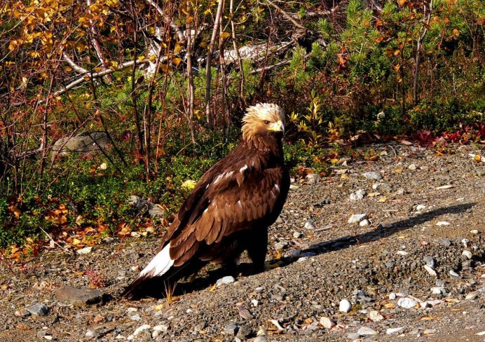 Беркут Галичья гора