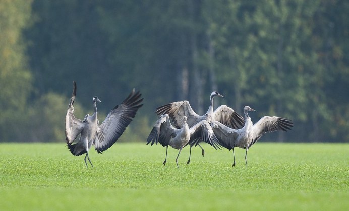 Журавлиная Родина Талдом