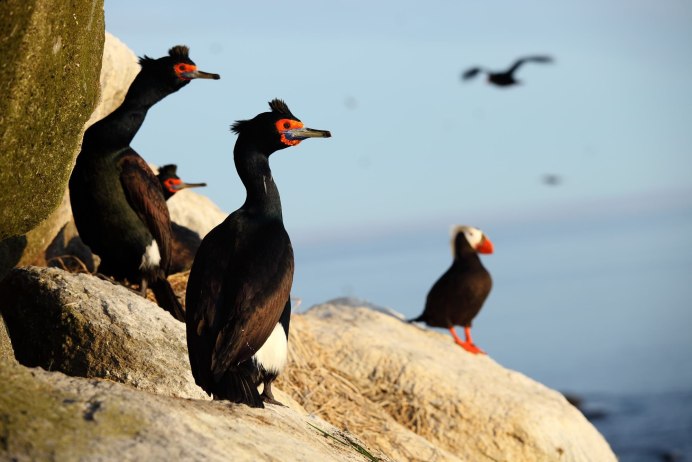 Остров Врангеля Баклан