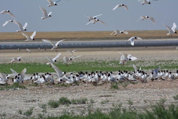 Маныч Гудило птицы