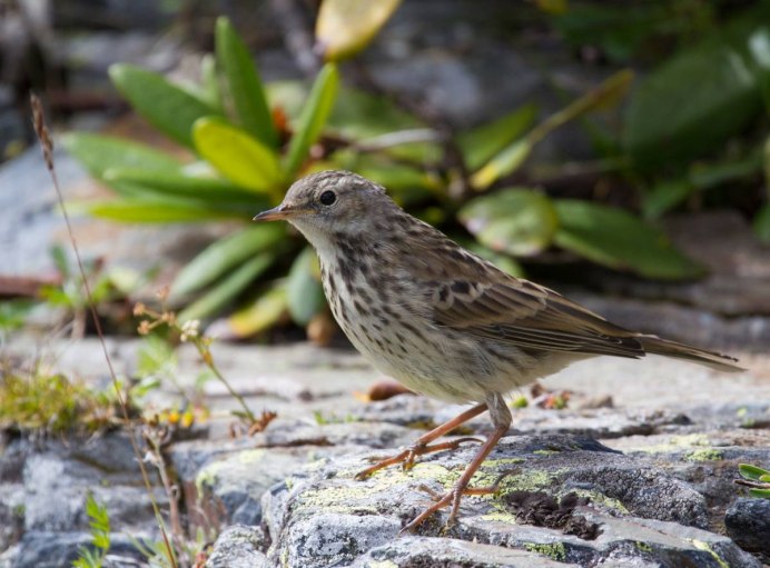 Птицы Кавказского заповедника