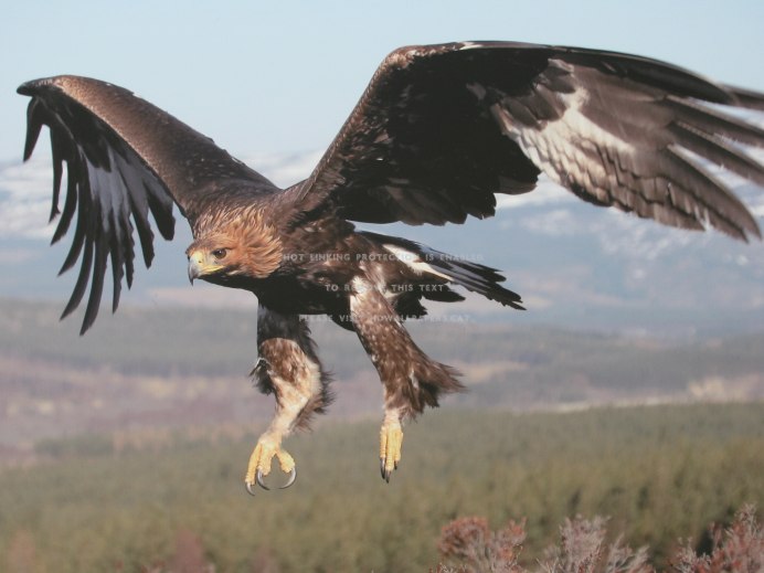 Хищные птицы орёл Беркут
