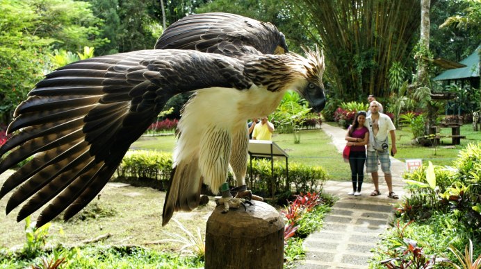 Большая Гарпия Орел