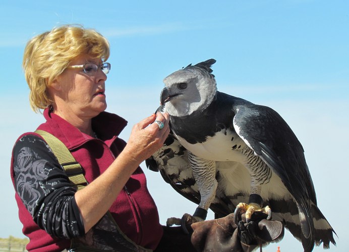 Гарпия птица и человек