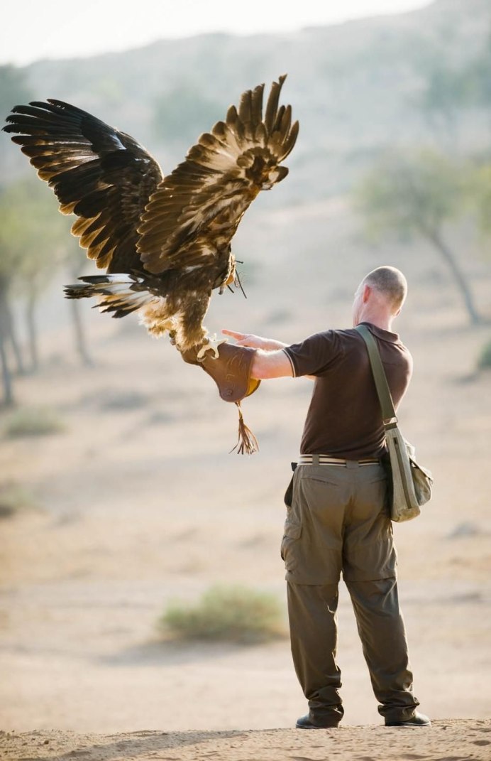 Хищные птицы орёл Беркут