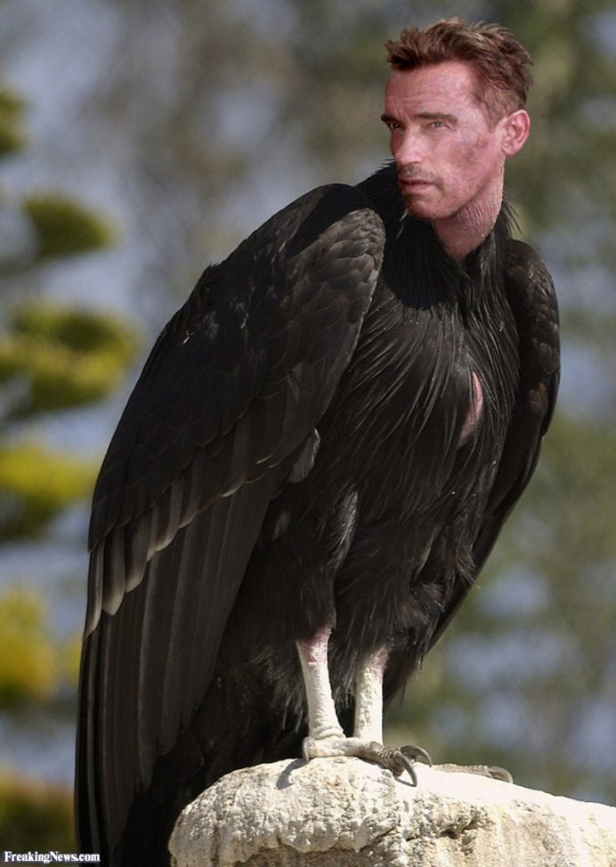 Южноамериканский Орел Гарпия