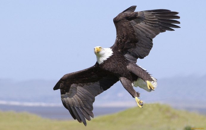 Кондор размах крыльев