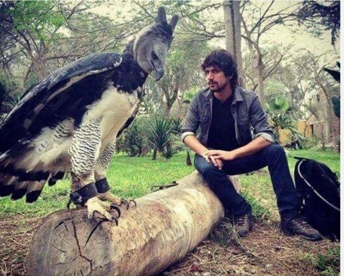 Гарпия Орел с человеком