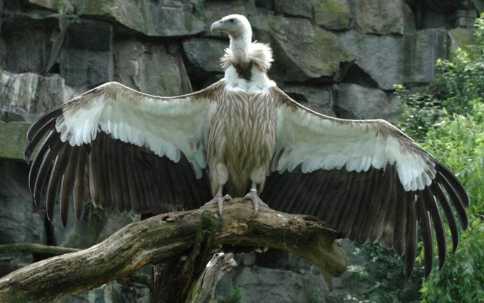 Сухая орлица Орел