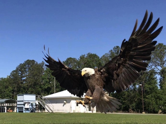Самый большой Орел вес