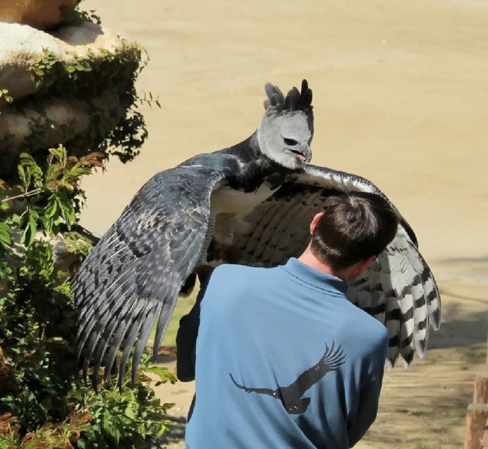 Гарпия птица