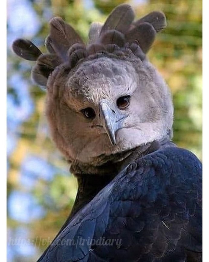 Андский Кондор размах крыльев