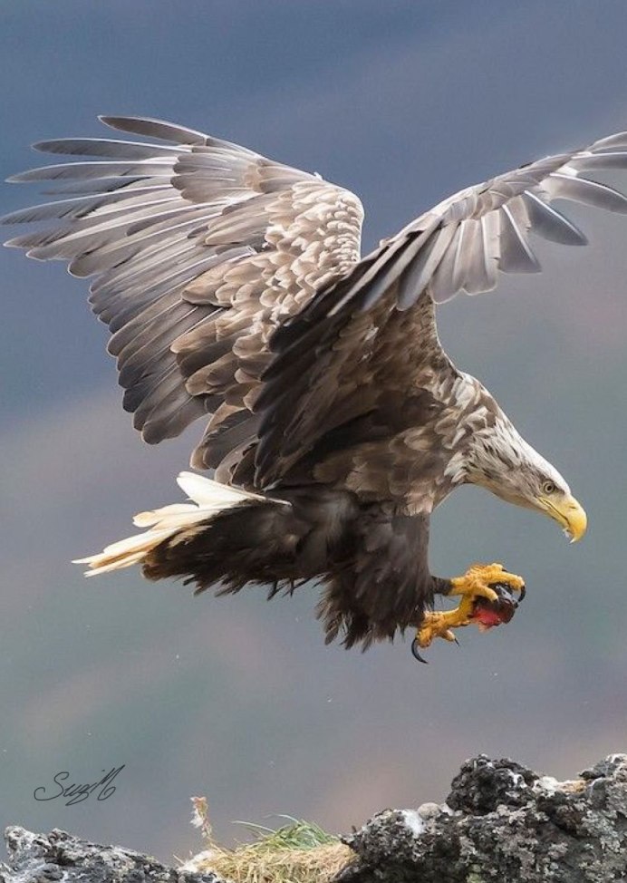 Питомник хищных птиц Галичья гора