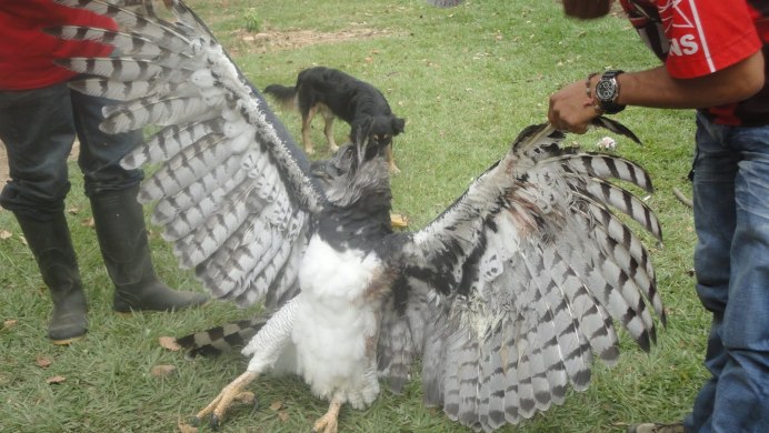 Кумай (Гималайский гриф)