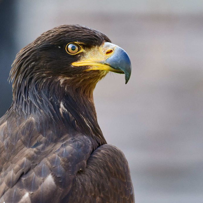 Огромный Орел