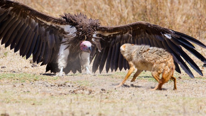 Южноамериканская Гарпия рядом с человеком