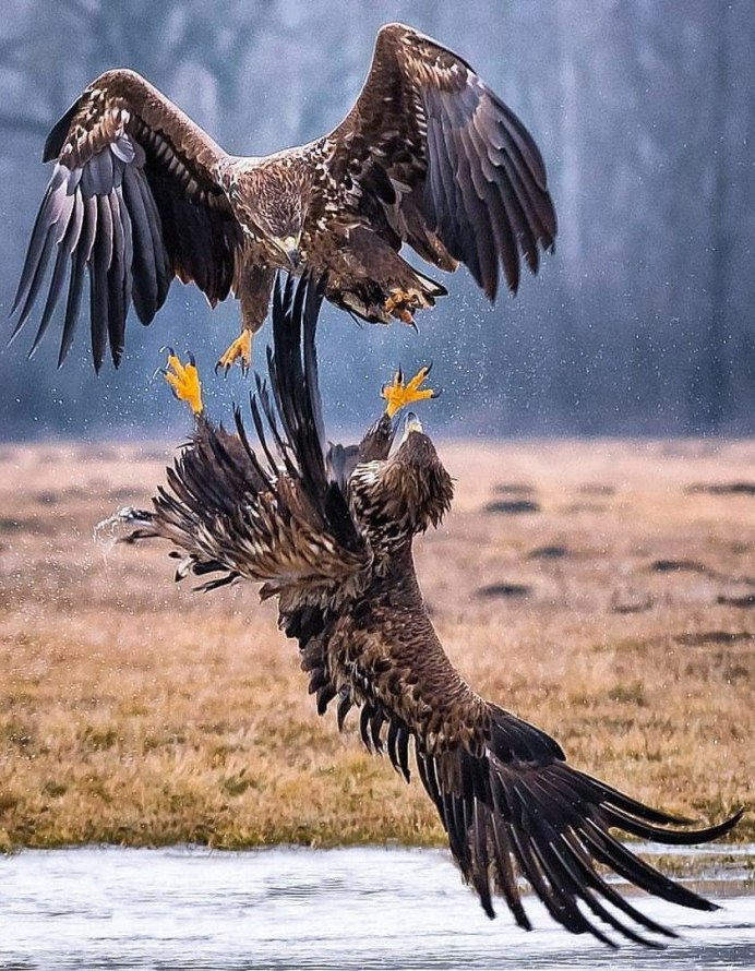 Андский Кондор размах крыльев