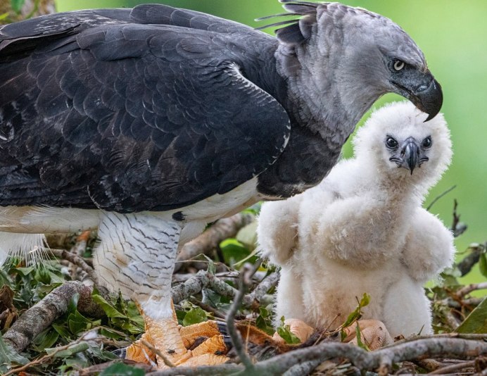 Южноамериканская Гарпия птица