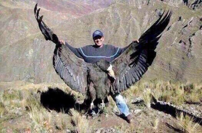 Самый крупный из Орлов