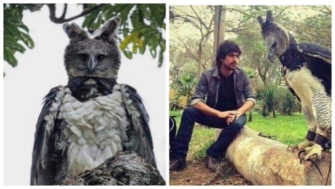 Андский Кондор Гарпия