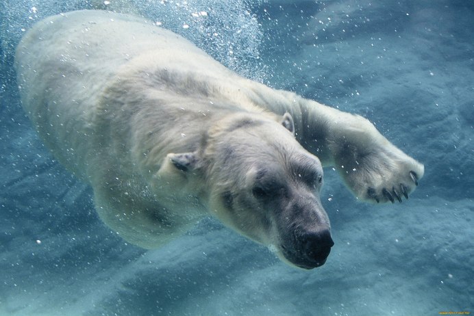 Большая Медведица (Ursa Major)