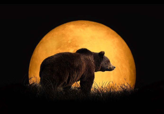 Moon Bear