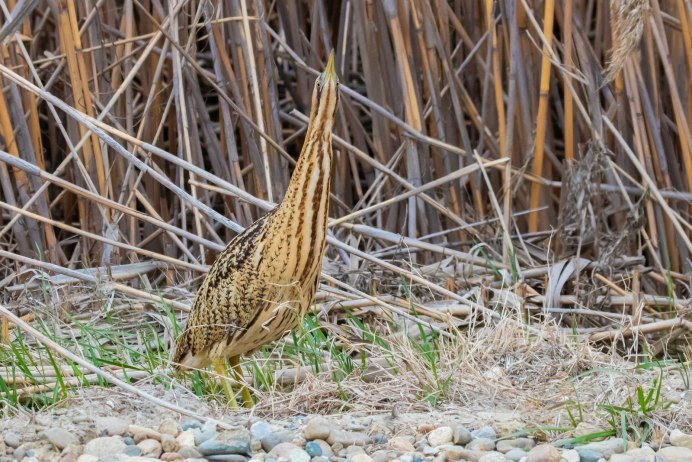 Bittern calling перевод