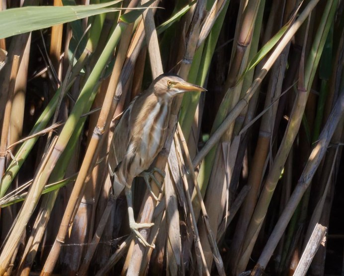 Выпь малая (Ixobrychus minutus)