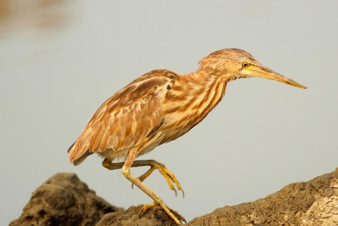 Botaurus poiciloptilus