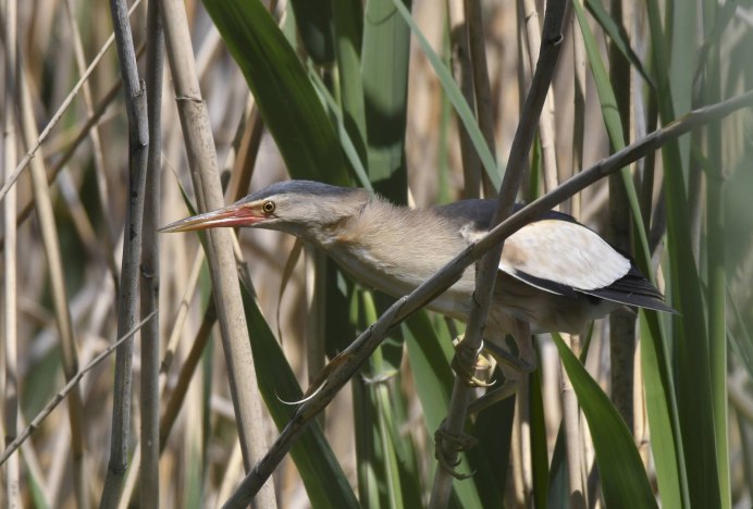 Bird Crypsis