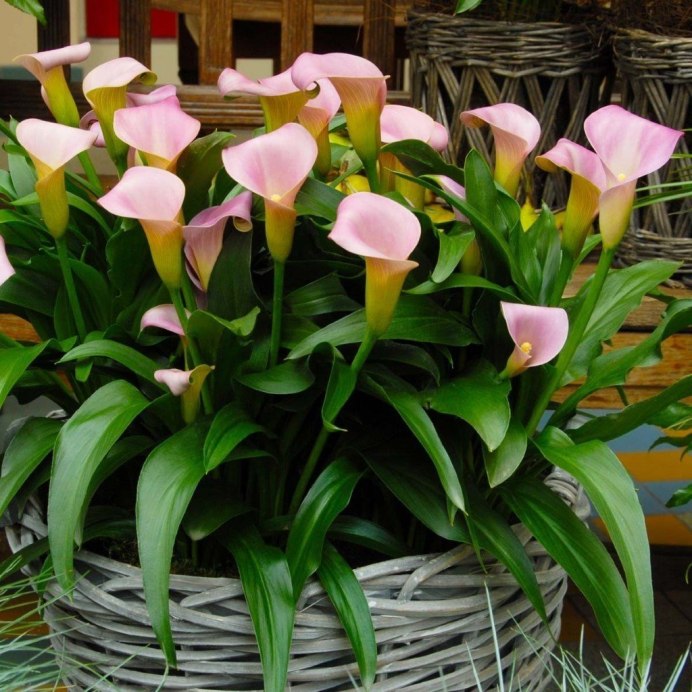 Калла эфиопская (белокрыльник)