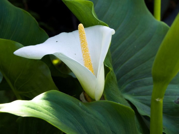 Зантедеския (Калла) (Zantedeschia)