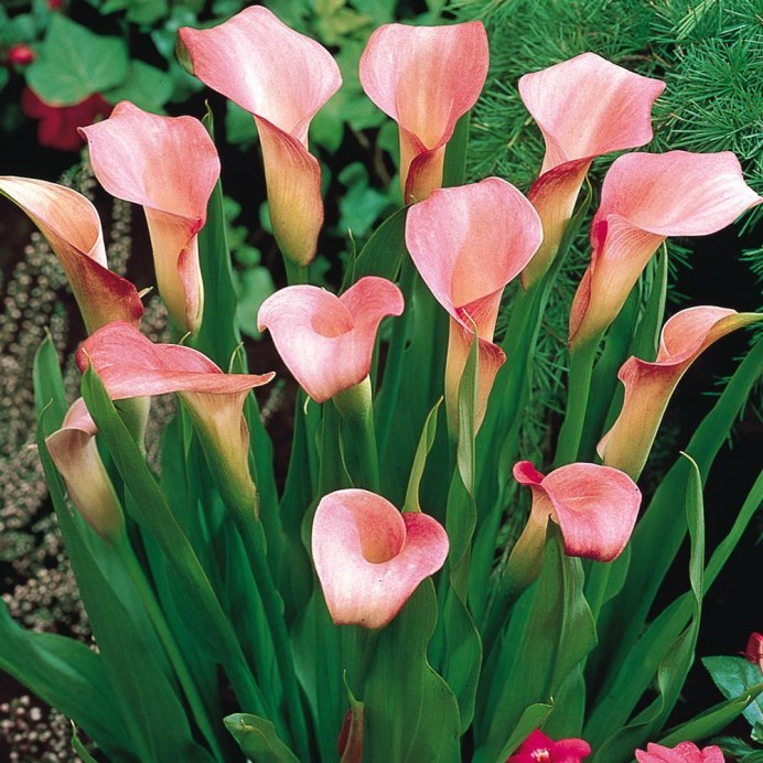 Калла эфиопская (Calla aethiopica)