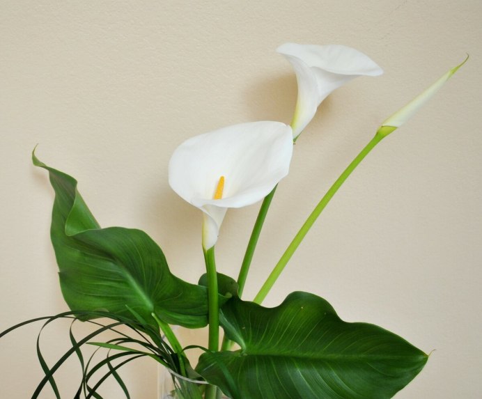 Калла Зантедеския Zantedeschia aethiopica