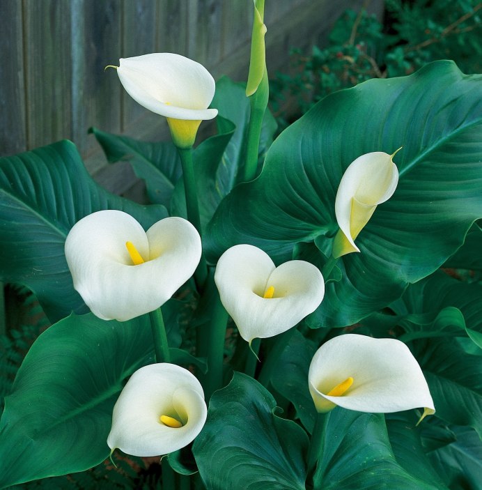 Калла (Zantedeschia) Самур