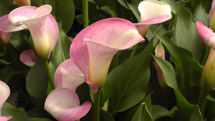 Zantedeschia Flame Калла