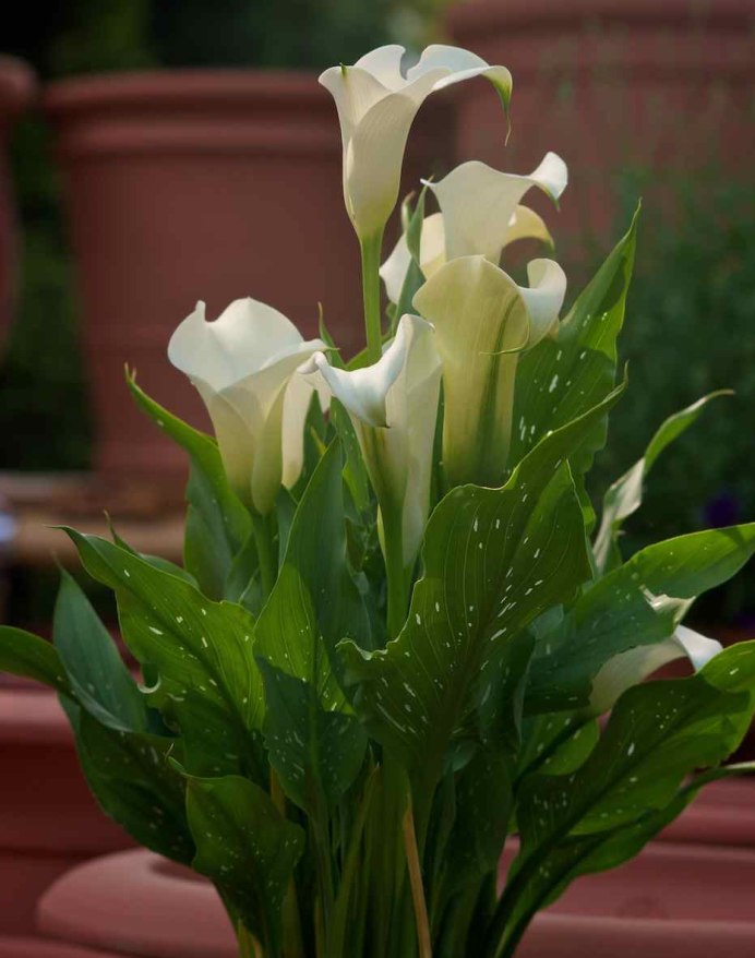 Калла эфиопская (белокрыльник)