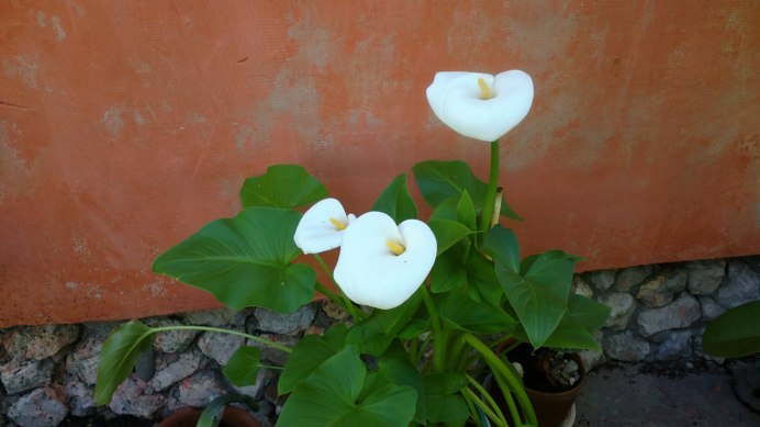 Калла эфиопская (белокрыльник)